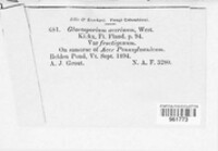 Diplodina acerina image